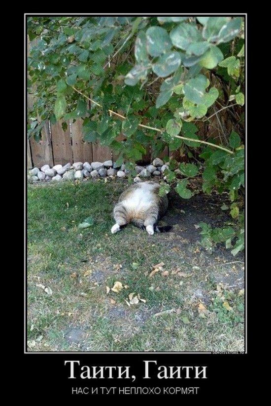Коты и Кошки