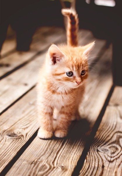 Коты и Кошки