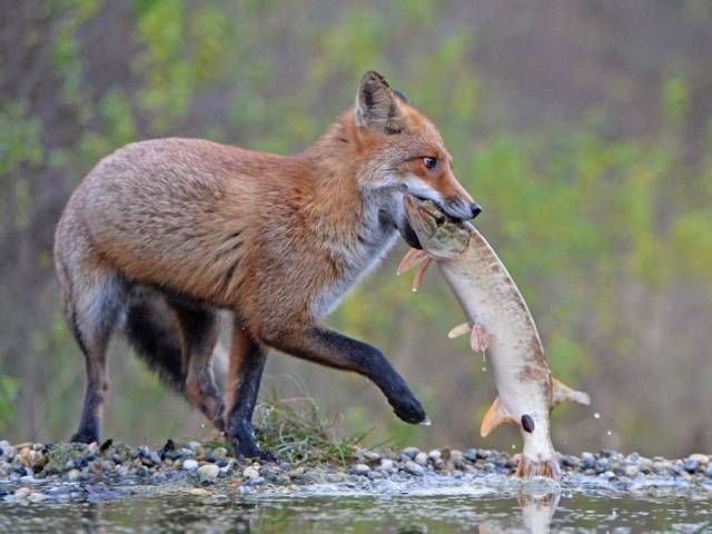 Живность из сети