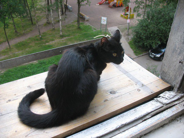 Коты и Кошки