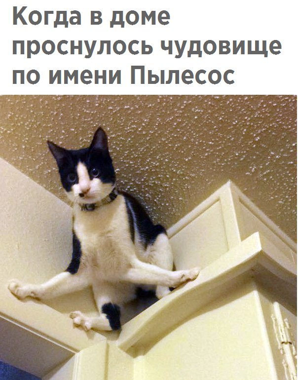 Коты и Кошки