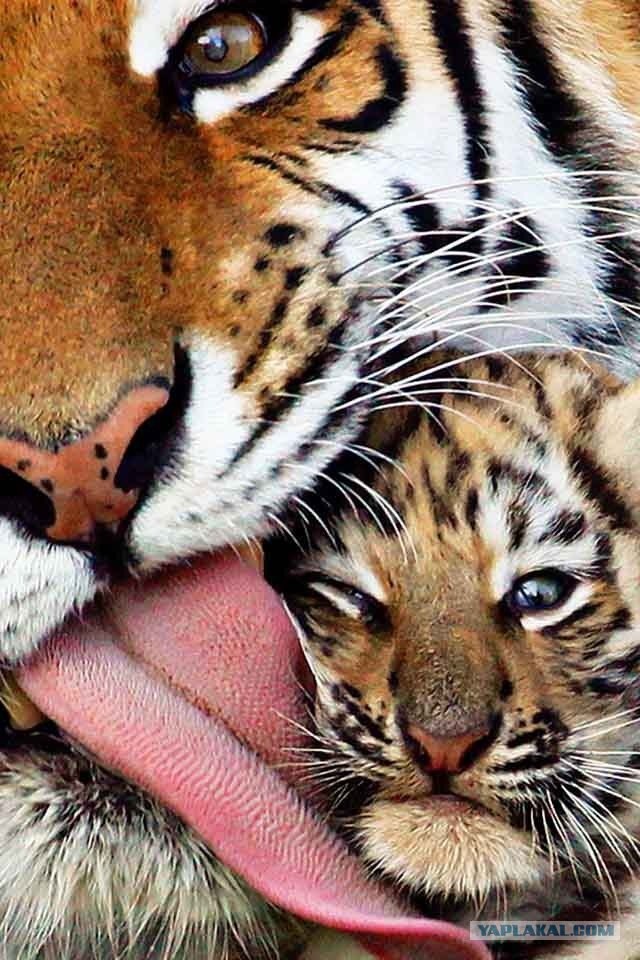 Мой лучший друг!