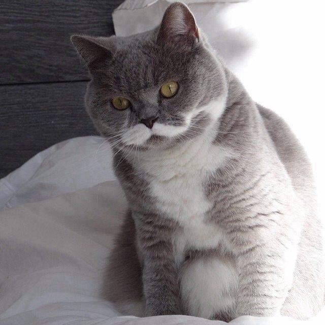 Фотобомбы котов