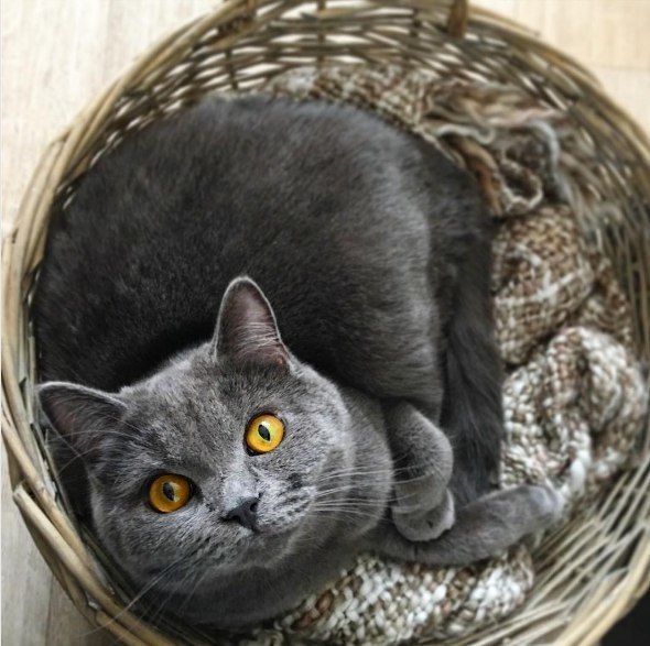 Кот без прикрас