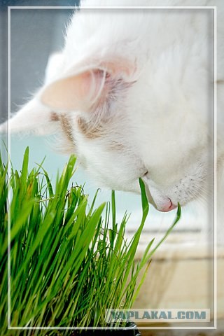 Даёшь Котовторник на ЯПе! (29.07.08)