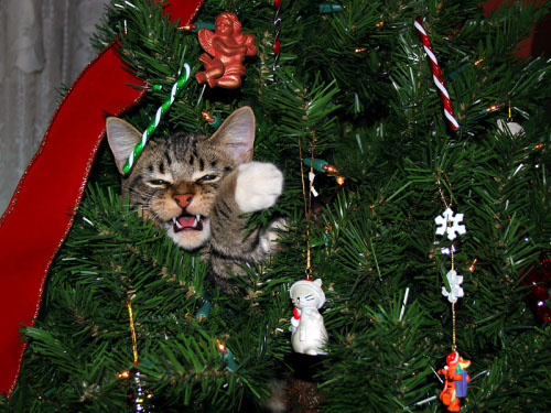 Новогодний КОТОВТОРНИК!