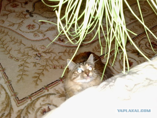 Котовторник на ферме (65 фот)