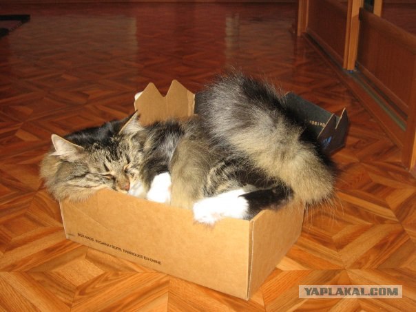 Котопятница!