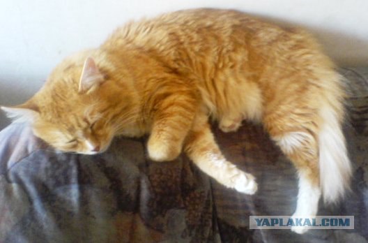 Котовторник! 11.10.11