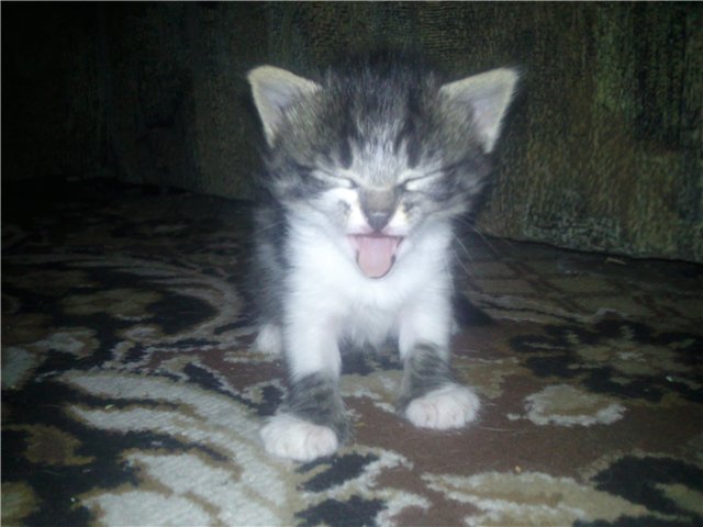 Котовторник (21.02.2012)