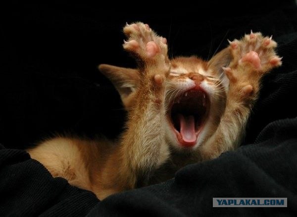 Котовторник 27.03.2012