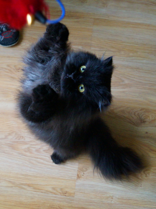 Котовторник 31.07.2012 г.
