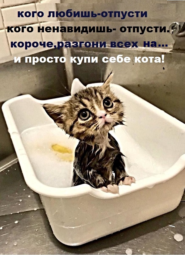 Картинки с котами и про котов