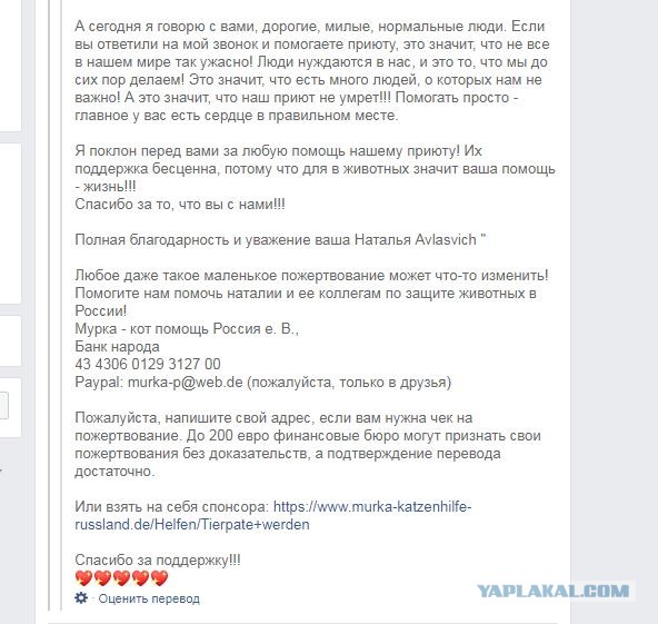 Помогите вернуть кота! Приют "Преданное сердце" украл кота и не отдает!-2