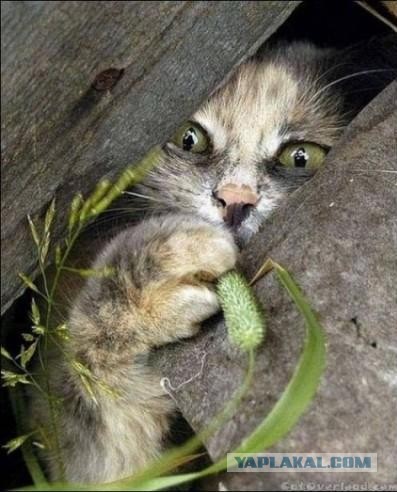 Странные фотки котеек