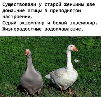 Признайся, ты тоже захотел дружить с гусем