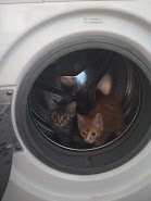 Котовторник. Знакомьтесь, Мася