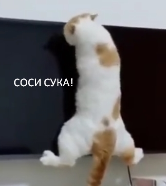 Котовторник от Нарского