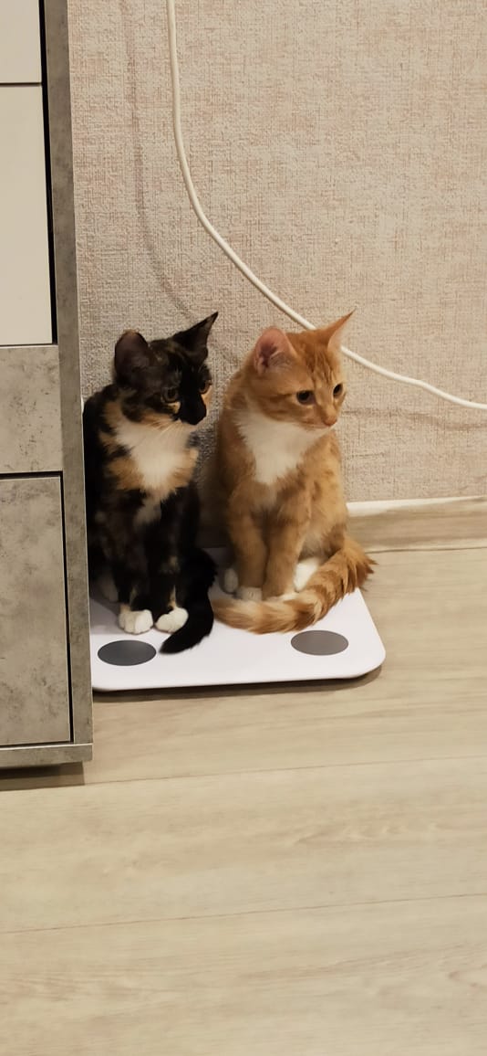 Котовторник. Добавляйте своих