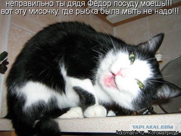 Кот - кенгуру