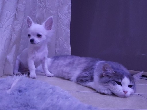 Котовторник. Картинки и буквы 08.02.22