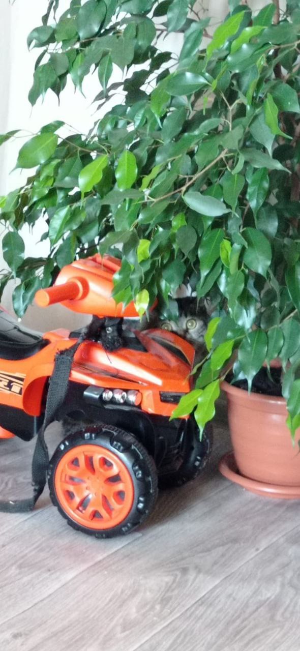 Мой котовторник