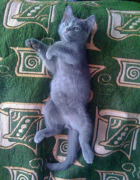 Котовторник  19.03.2013