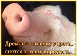 Чем домашняя свинья отличается от дикого кабана?