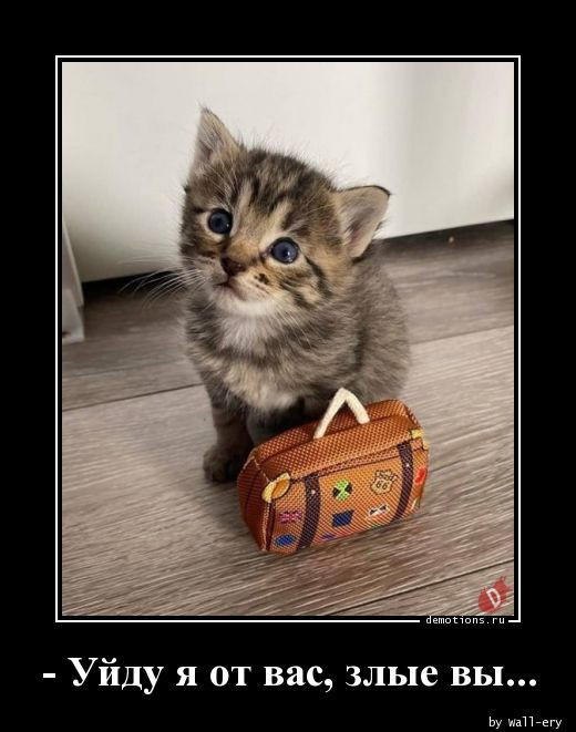 Котэ, совэ и все-все-все