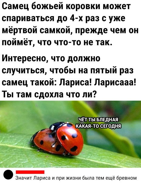 Картинки для деградации 36 (разной степени свежести)