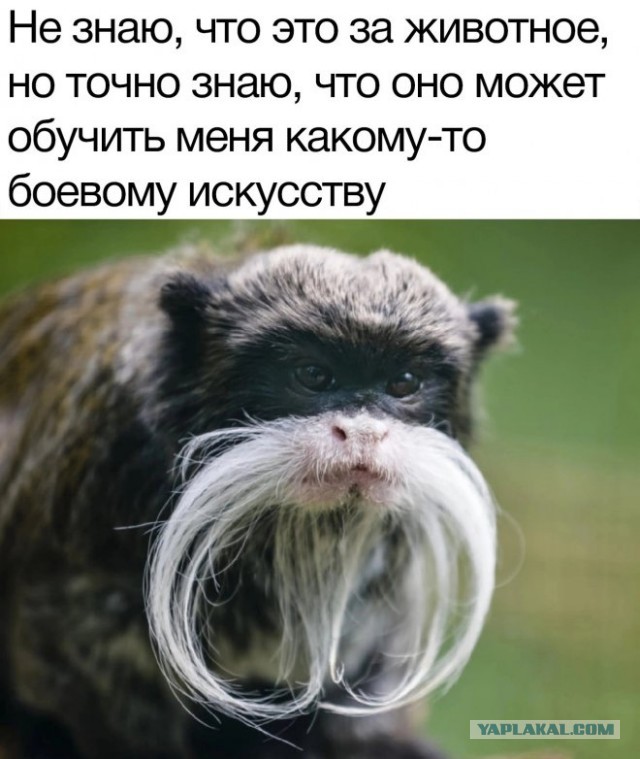 Веселые картинки в маленькую пятницу