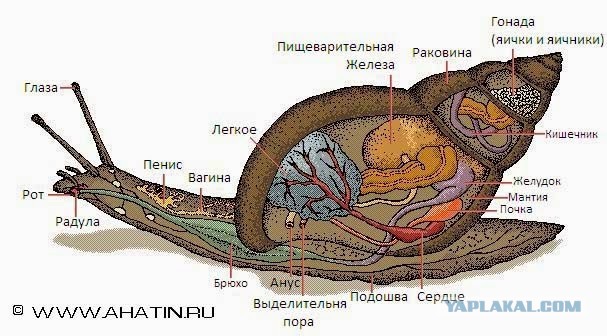 Погоня, предысторию не знаю.