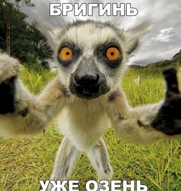 Картинки для деградации 274 (разной степени свежести)