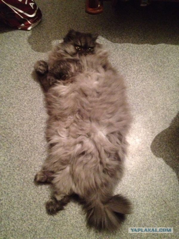 Котовторник 17.09.2013