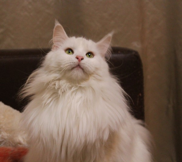 Кунята, 3 недели.