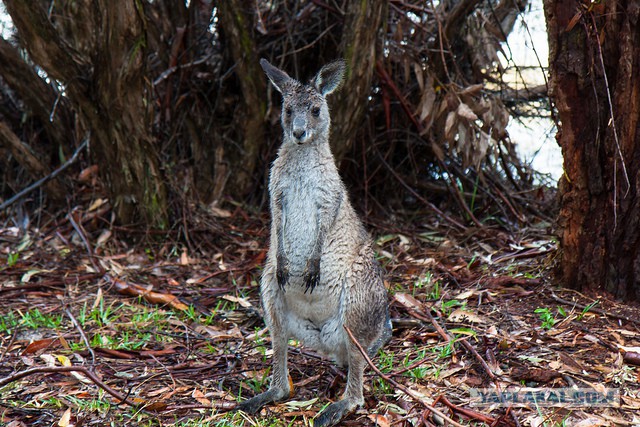 Австралия: Сидней и его окрестности