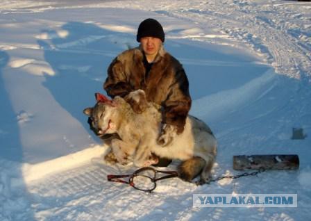 О борьбе с волками в Якутии