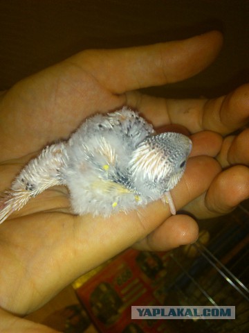 Как я попуганов размножала