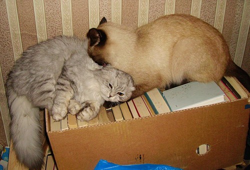 Котовторник 25.02.2014