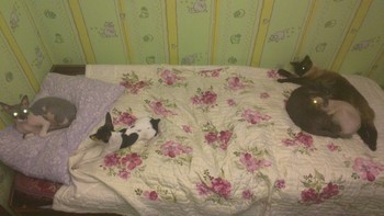 Котовторник 04.03.2014