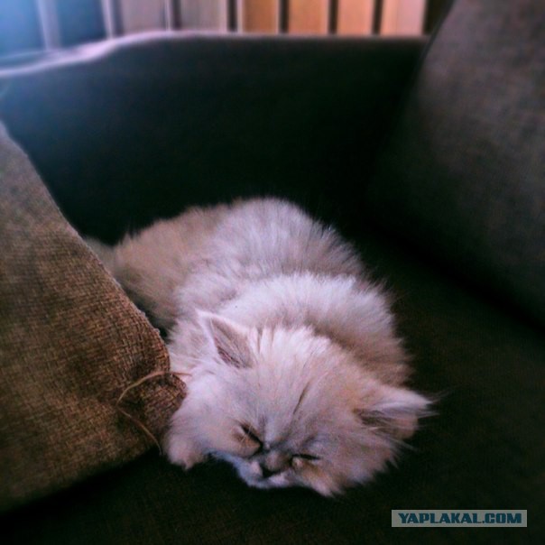 Котовторник 22.04.2014