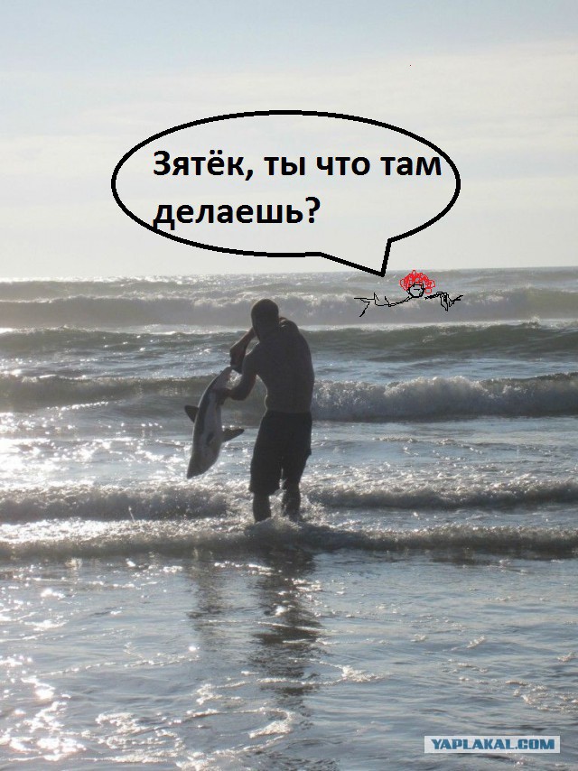 Как мужик спас севшую на мель акулу