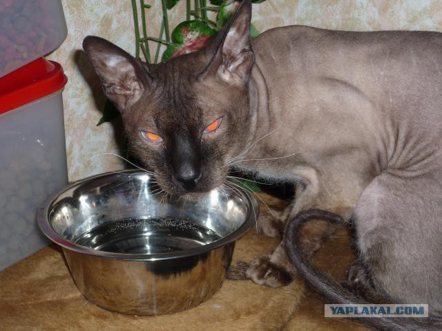 Котовторник 11.11.2014