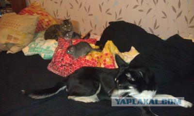 Котовторник 30.12.2014