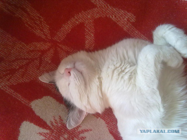 Котовторник 07 04 2015