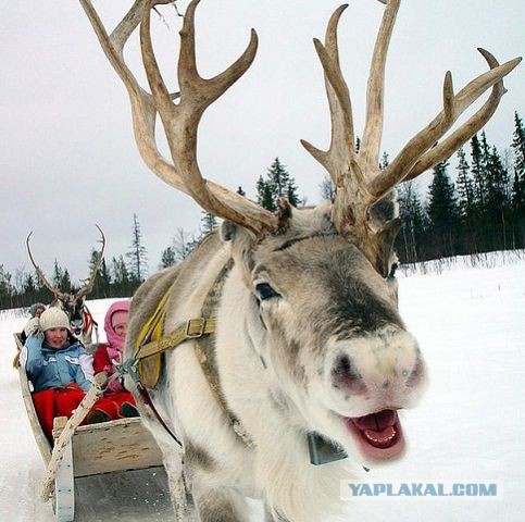 Так вот ты какой, северный олень!