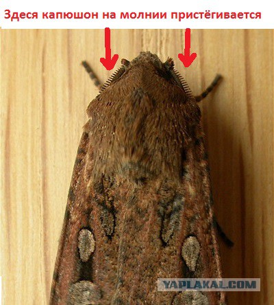 Гигантская моль?