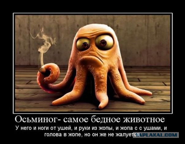 Разные картинки из сети