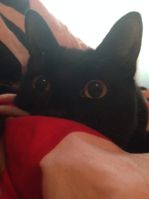 Котовторник 15.12.2015
