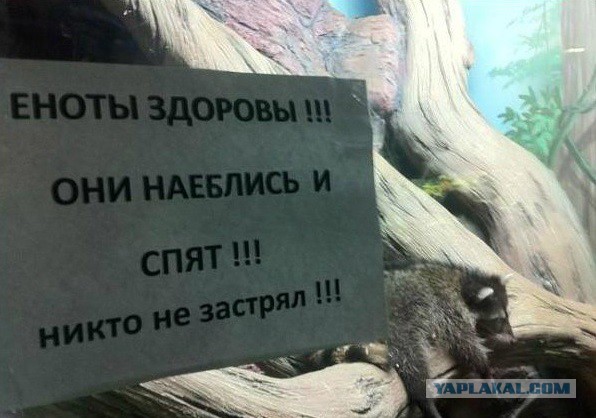Забавные картинки из Сети